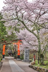 宇治上神社の春
