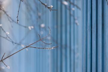 Tree branches with snow and water on the blue background. Spring and winter.