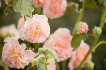 Obraz premium Beautiful pink flowers in the garden. Fresh bunch of flowers. Mallow flowers. Malva.