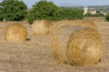 Fototapeta premium Rolls of haystacks on the field. Summer farm scenery with haystack. Agriculture Concept.
