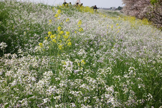 土手の草花_18