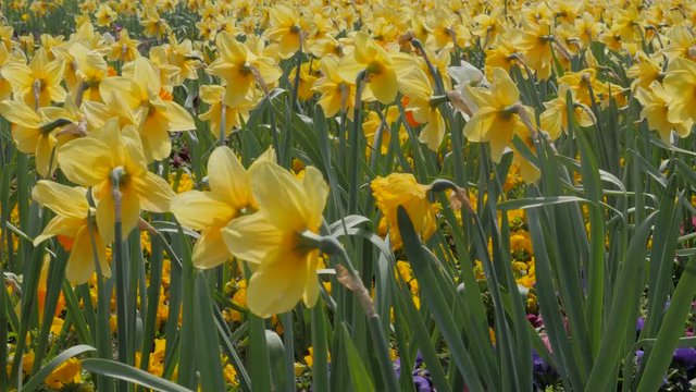 Narcissus pseudonarcissus flower garden on the wind 4K 2160p 30fps UltraHD pan footage - Narcissus colorful plant field close-up 4K 3840X2160 UHD panning video 