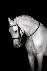 White horse portrait in dressage bridle isolated on black background