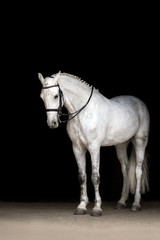 Naklejka premium White horse portrait in dressage bridle isolated on black background
