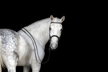 Fototapeta premium Portret białego konia w uzdę ujeżdżenia samodzielnie na czarnym tle
