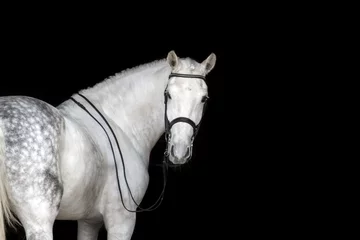 Fototapeten Weißes Pferd Porträt im Dressurzaum isoliert auf schwarzem Hintergrund © callipso88