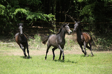 Beautiful herd of horses running together