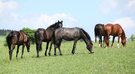 Nice herd of horses together on pasturage