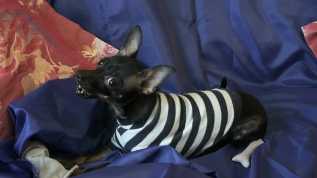 Dog toy-terrier barks and plays with a toy on sofa