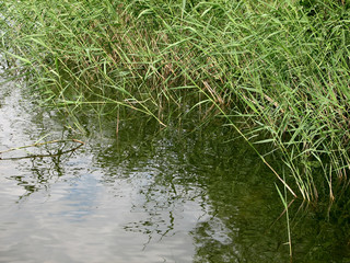 Summer vacation in the country. The river and reeds. Deciduous forest. Ukraine.