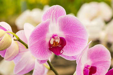 Beautiful pink orchid