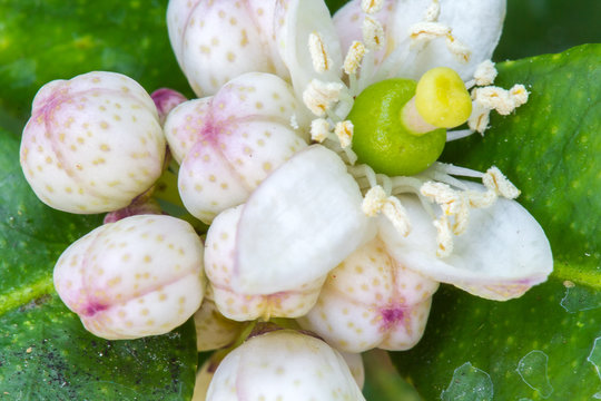 fleurs de combava