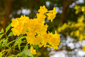 Tecoma stans or Yellow Trumpetbush