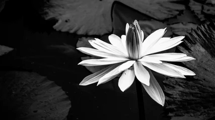 Papier Peint photo Lavable fleur de lotus Beautiful in black