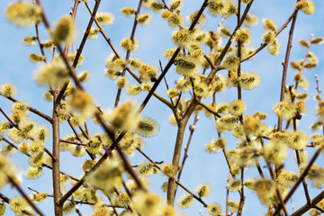 Pussy willows.