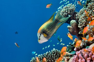 Fish and the Reef in Red Sea, Egypt