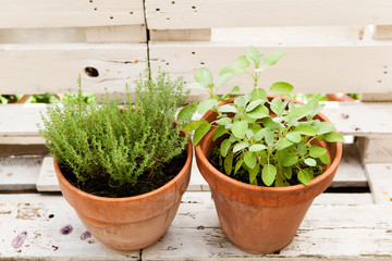 Thymian und Salbei in alten Tontöpfen