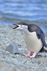 Obraz premium Penguin Chinstrap