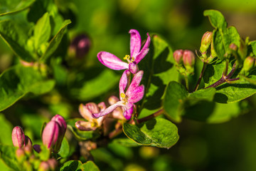 Fototapeta na wymiar rosa busch