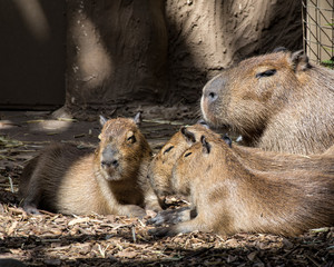 Close up of a Capybara Hydrochoerus hydrochaeris babies