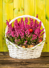 Bouquet of autumn heather in the basket on rustic wooden background 