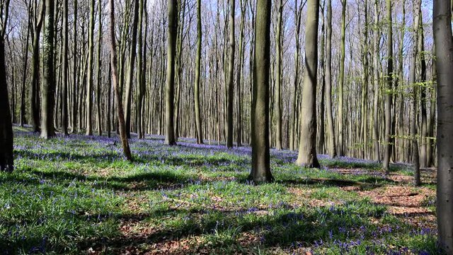 Morning sunlight in forest of Halle with bluebell flowers, Halle, Belgium