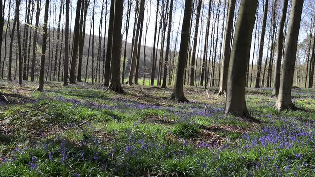 Morning sunlight in forest of Halle with bluebell flowers, Halle, Belgium