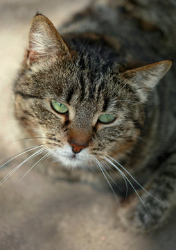 striped street cat