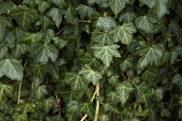 green ivy background