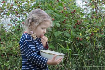 Little girl wearing blue striped long sleeved t-shirt putting ripe garden raspberries in her mouth