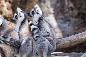 Naklejka na ściany i meble Two ring-tailed lemurs are sitting on a tree trunk