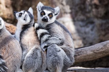 Naklejka na ściany i meble Two ring-tailed lemurs are sitting on a tree trunk