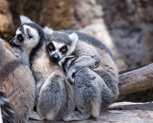 Two ring-tailed lemurs are sitting on a tree trunk