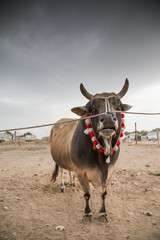 a bull before a fight in Fujeirah