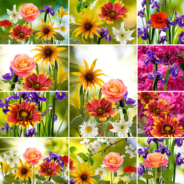 image of mix of different flowers in the garden close-up