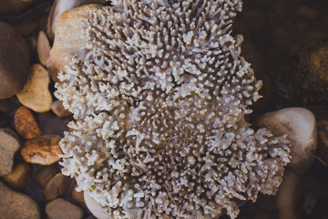 Close up of sea choral (coral) texture