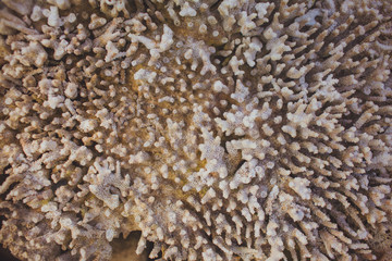 Close up of sea choral (coral) texture