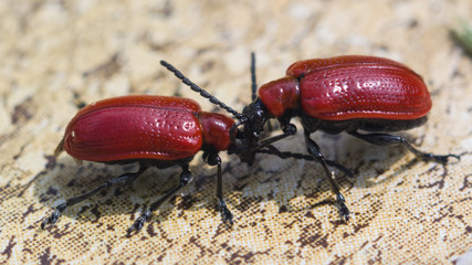two scarlet lily beetle on drink coaster macro, selective focus, shallow DOF