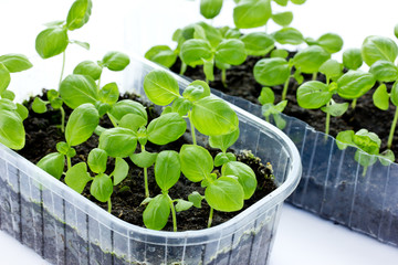 Small basil plants growing in plastic tray with soil