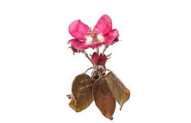 apple flowers isolated