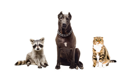 Obraz premium Staffordshire Terrier, cat and raccoon sitting together