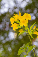 Tecoma stans or Yellow Trumpetbush flower