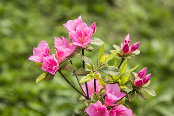 Obraz premium araleas in spring