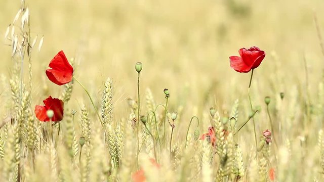 Mature cereal field with poppy flowers