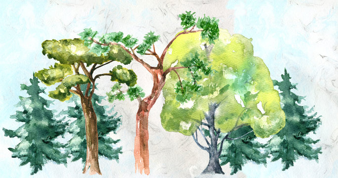 Tree.  Watercolor drawing. Can be used for printing and design.
