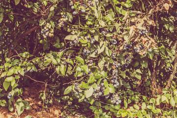 Bushes of blueberries 