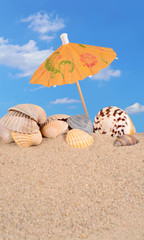 Seashells close-up on a beach sand