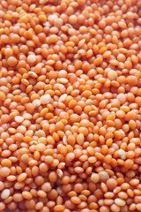 Lentil
