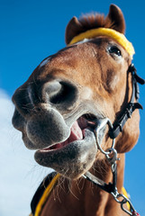 The muzzle of a smiling horse on a blue sky background. Funny portrait.