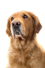 Muso di cane razza golden retriever  giallo  nocciola su sfondo bianco